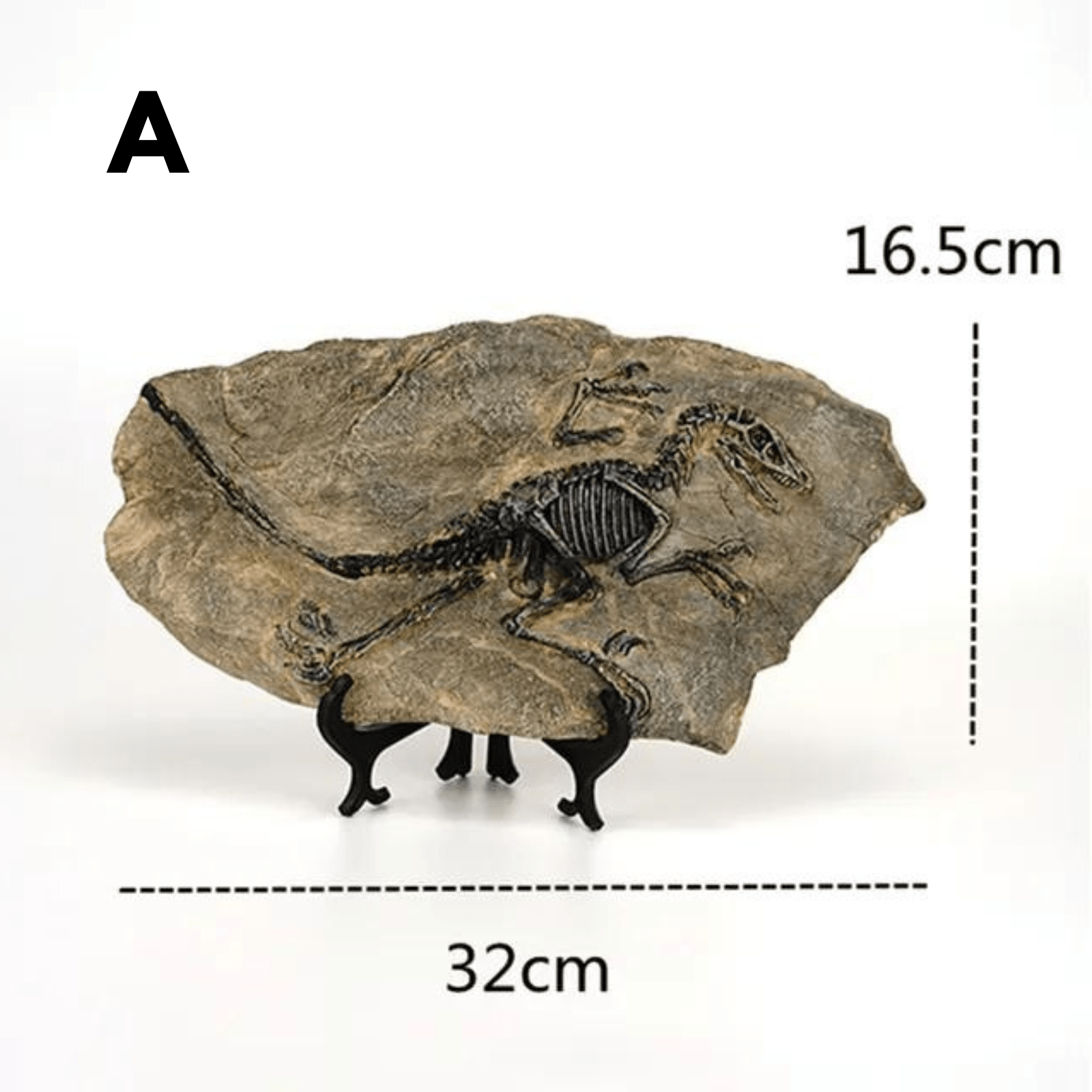 Décoration - Fossile de Dinosaure en Pierre - Labo du Jouet