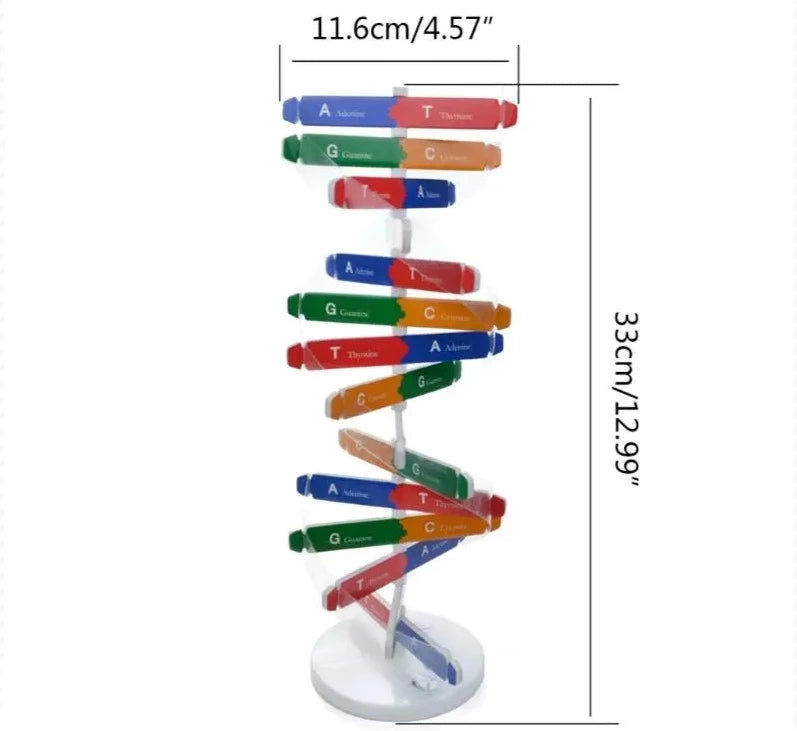 Modèle d'ADN à Assembler - Labo du Jouet