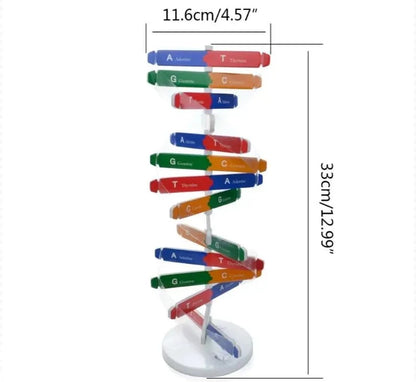 Modèle d'ADN à Assembler - Labo du Jouet