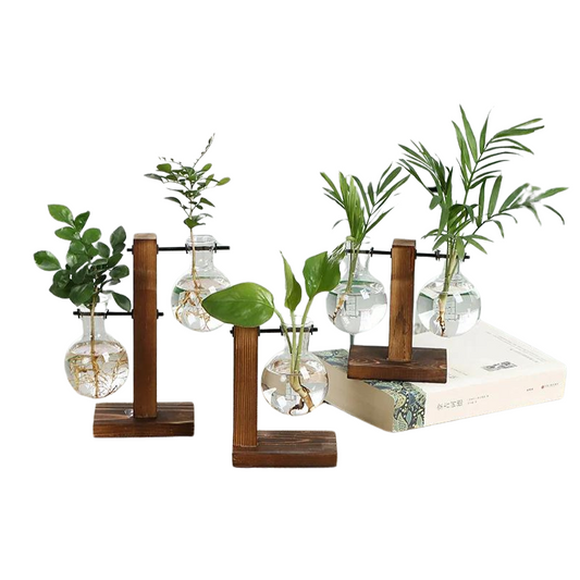 Terrarium - Faire Pousser ses Plantes