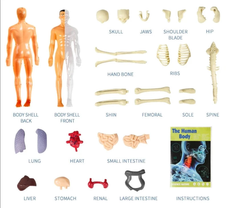 Anatomie de l'Humain à Assembler Entièrement - Labo du Jouet