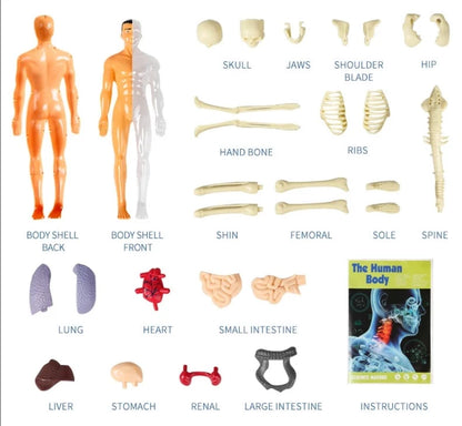 Anatomie de l'Humain à Assembler Entièrement - Labo du Jouet