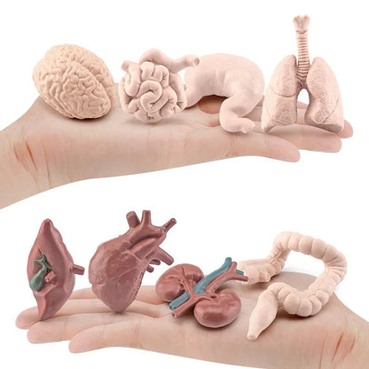 Figurines organes du corps