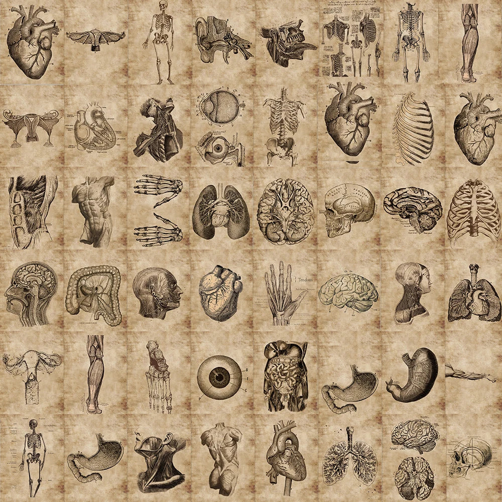 Lots de stickers vintage anatomie