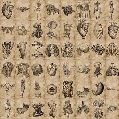 Lots de stickers vintage anatomie