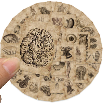 Lots de stickers vintage anatomie