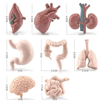 Figurines organes du corps