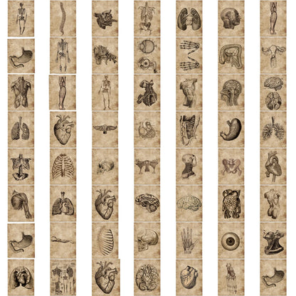 Lots de stickers vintage anatomie