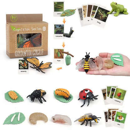 Apprentissage Montessori - Cycles de Vie des Animaux - Labo du Jouet