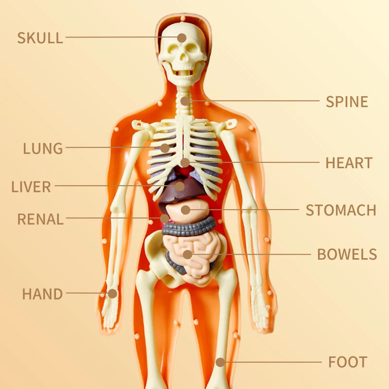 Anatomie de l'Humain à Assembler Entièrement - Labo du Jouet