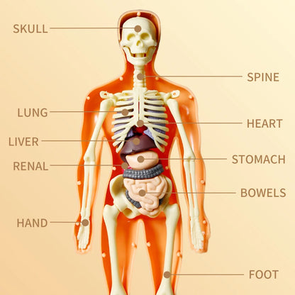 Anatomie de l'Humain à Assembler Entièrement - Labo du Jouet