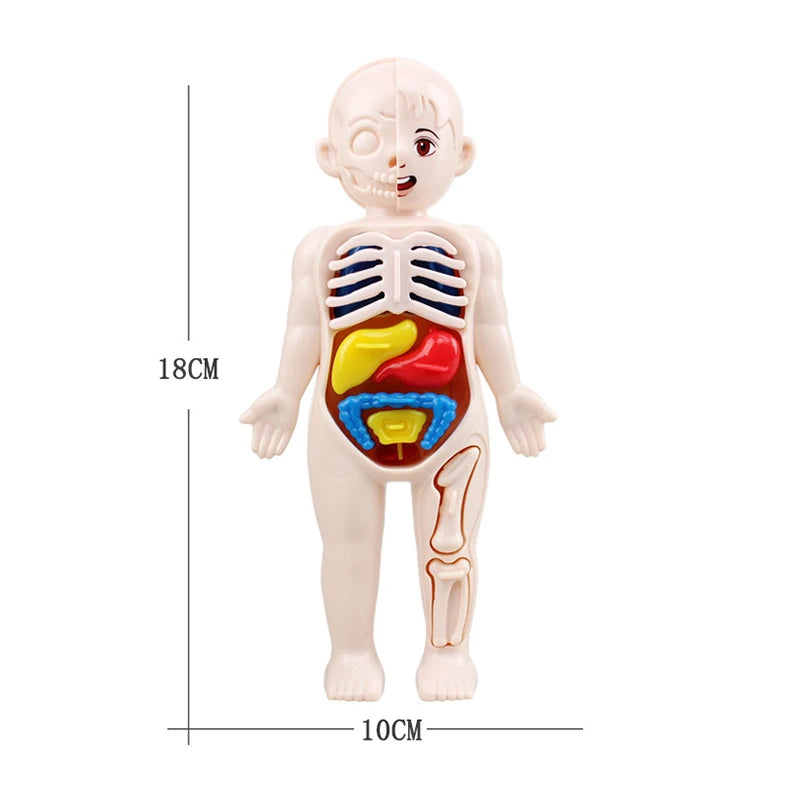 Anatomie pour Enfant à assembler - Labo du Jouet