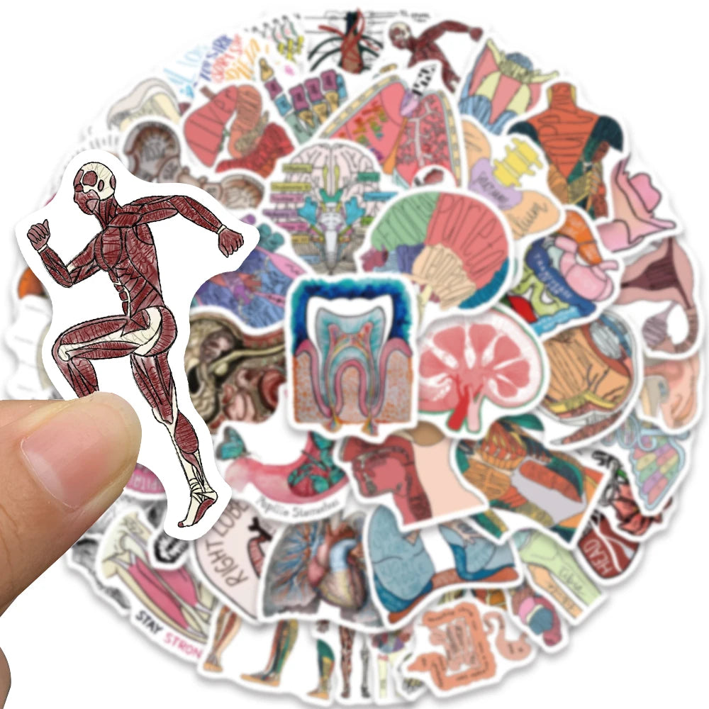 50 stickers anatomie