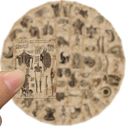 Lots de stickers vintage anatomie