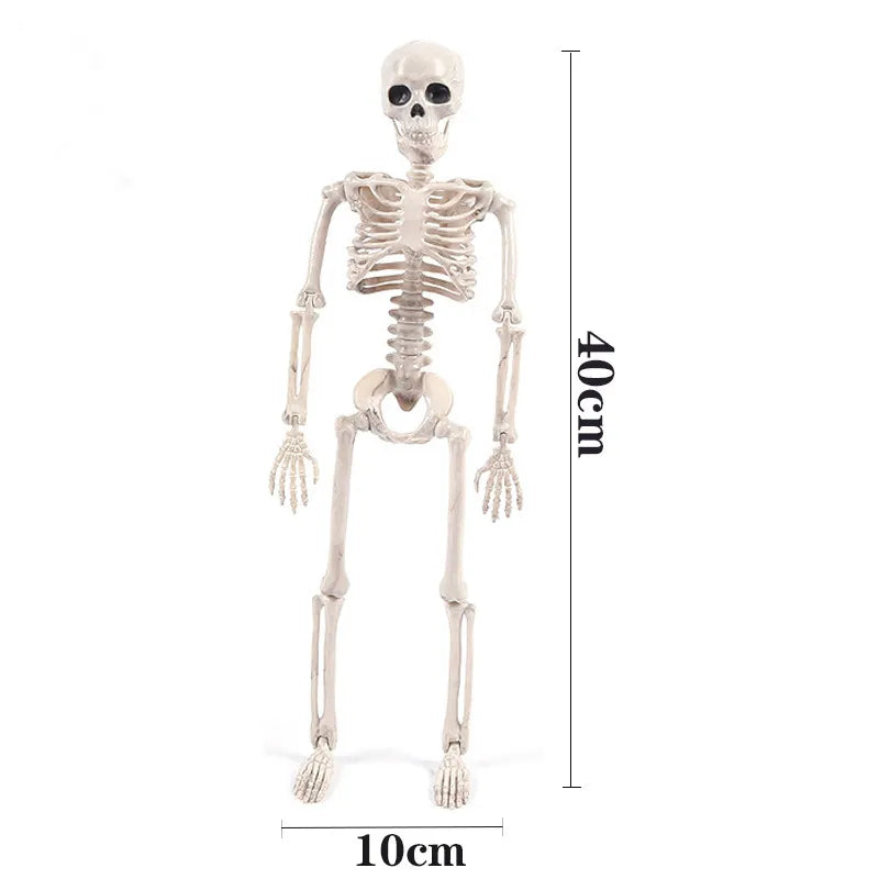 Modèle Réaliste Squelette : Découvrez l'Anatomie en 3D - Labo du Jouet