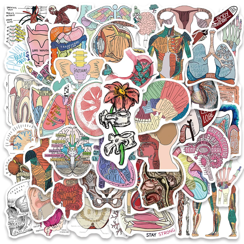 50 stickers anatomie