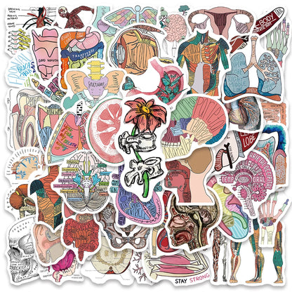 50 stickers anatomie