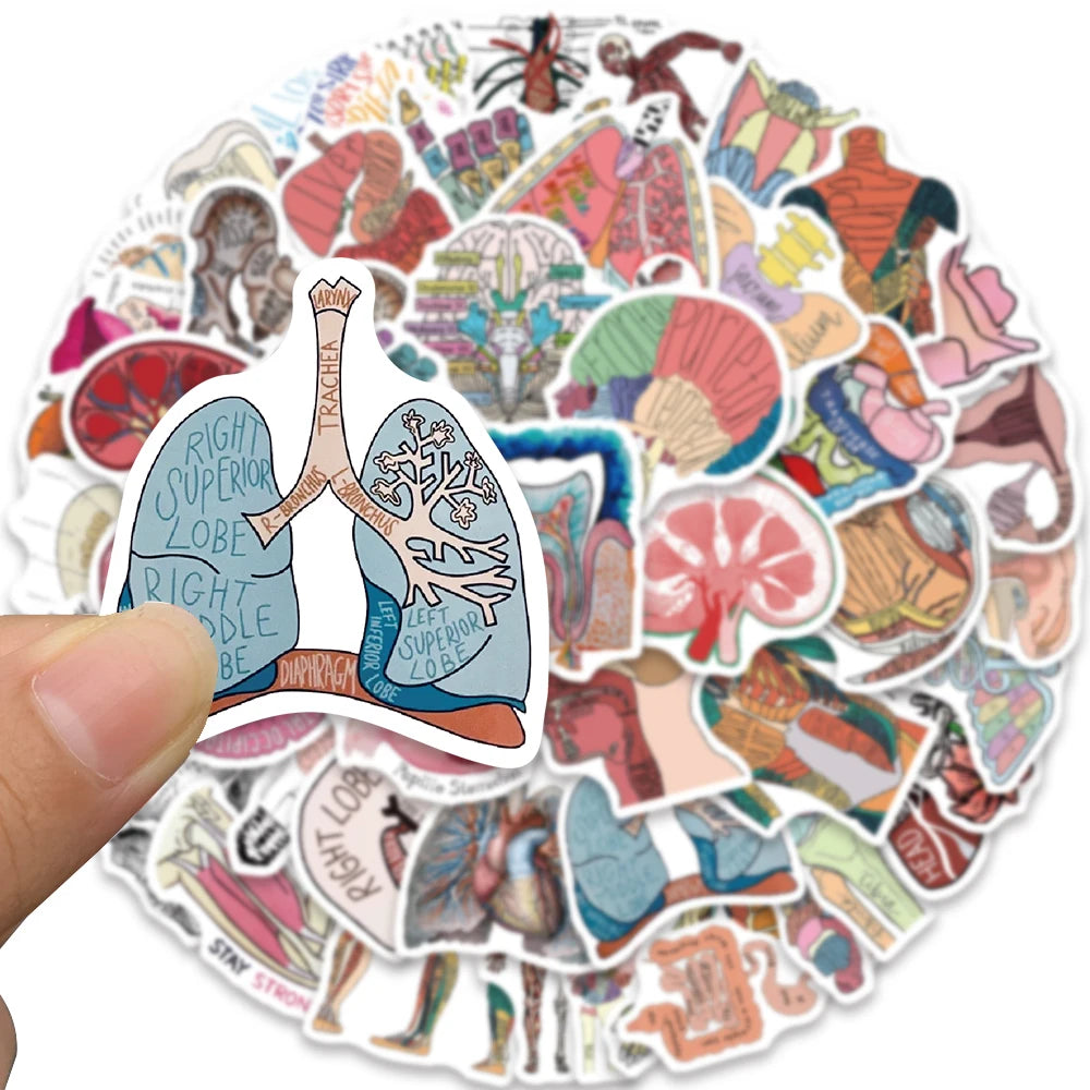 50 stickers anatomie